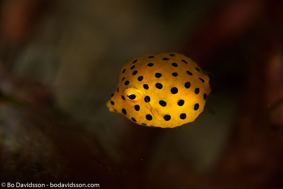 BD-161028-Pura-3550-Ostracion-cubicus.-Linnaeus.-1758-[Yellow-boxfish].jpg